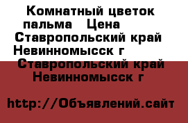 Комнатный цветок пальма › Цена ­ 400 - Ставропольский край, Невинномысск г.  »    . Ставропольский край,Невинномысск г.